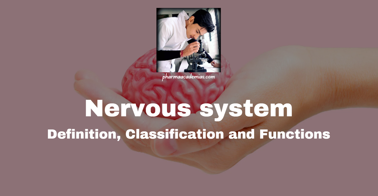 Screenshot 2025 02 24 150955 Nervous system: Definition, Classification and Functions
