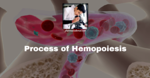 Read more about the article Process of Hemopoiesis: Definition, Types and steps