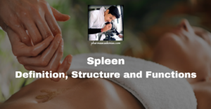 Read more about the article Spleen: Anatomy, Physiology, and Clinical Significance