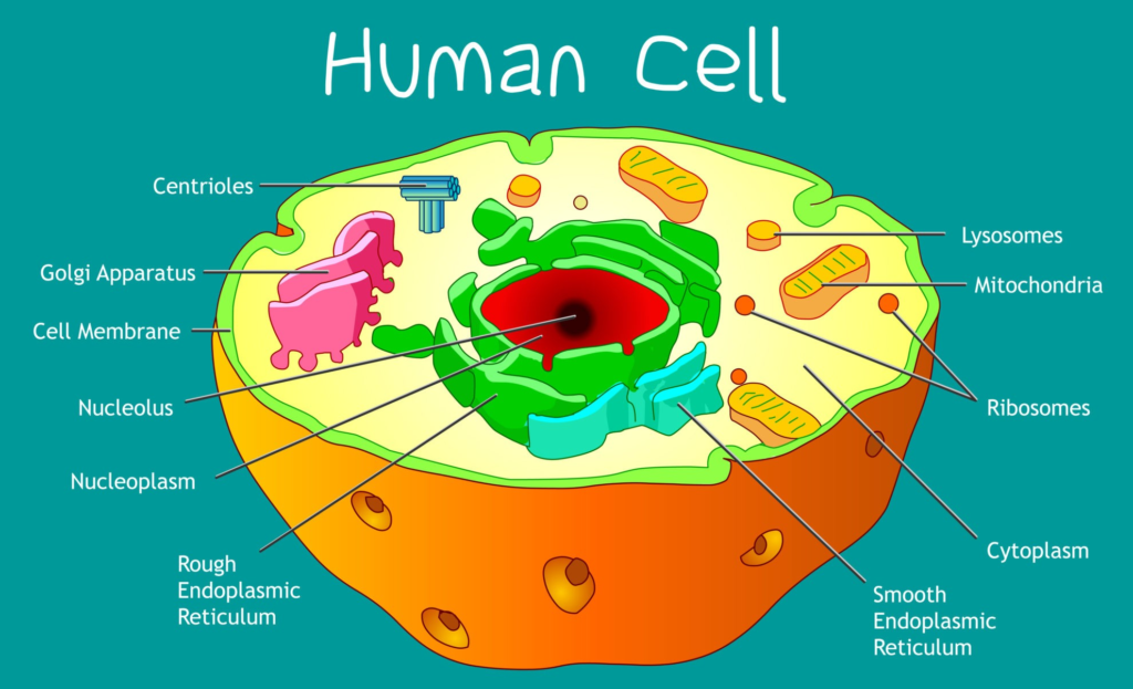 Cell