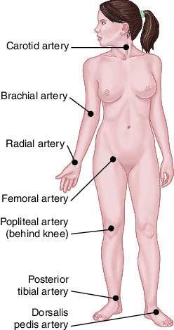 image 208 Pulse: Definition, Physiology, Types, Sites and factory affecting