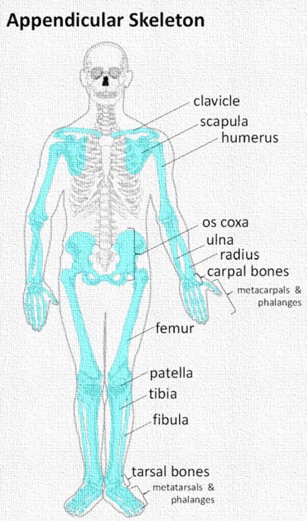 appendicular skeleton