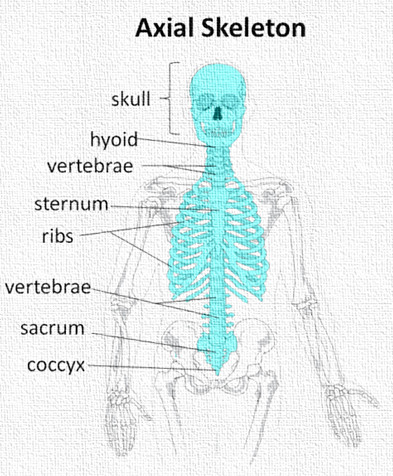 axial and appendicular skeletal system