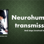 Neurohumoral transmission