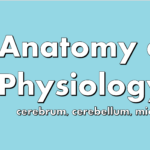 Anatomy and physiology of cerebrum, cerebellum, mid-brain