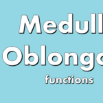 Medulla oblongata – Introduction, Functions