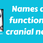 Names and functions of cranial nerves