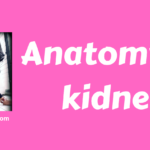 Anatomy of kidney