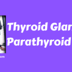 Thyroid Gland and Parathyroid Gland