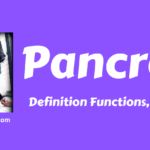 Pancreas – Definition Functions, Hormones