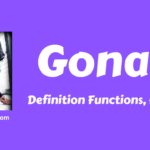 Gonads- Definition, Types, Hormones