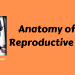 Anatomy of Male Reproductive System