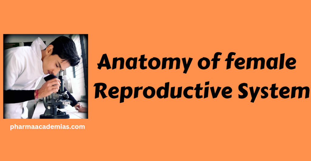 Anatomy of female reproductive system