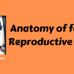 Anatomy of female reproductive system