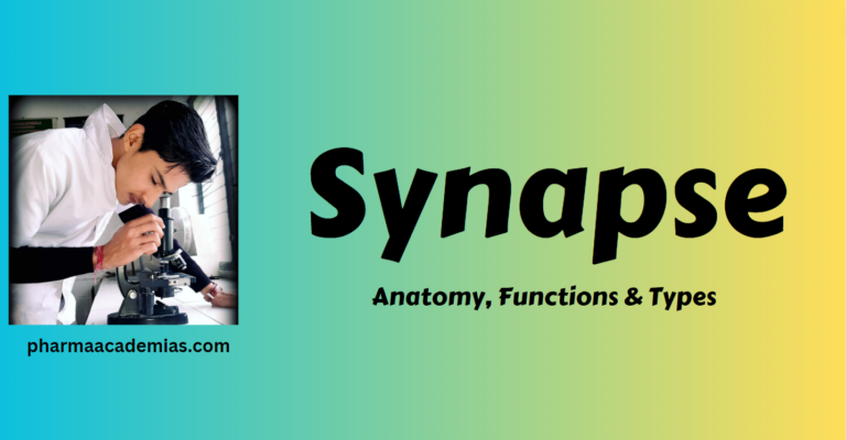 Read more about the article Synapse- Anatomy, Functions & Types