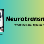 Neurotransmitters- What they are, Types & Functions