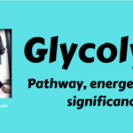 Glycolysis: Pathway, energetics and significance.Glycolysis