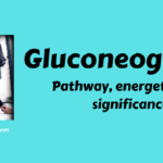 Gluconeogenesis: Pathway, energetics and significance