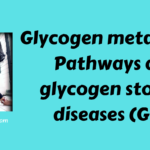 Glycogen metabolism Pathways and glycogen storage diseases (GSD)