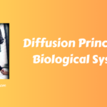 Diffusion Principles in Biological Systems