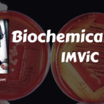 Biochemical tests: IMViC