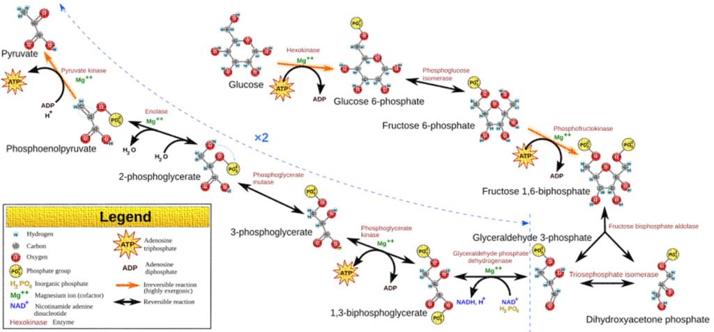 Glycolysis