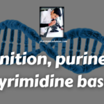 Definition, purine and pyrimidine bases