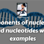 Components of nucleosides and nucleotides with examples