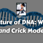 Structure of DNA: Watson and Crick Model