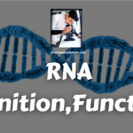 RNA (Ribonucleic Acid): Definition, Function