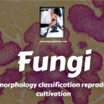 Study of morphology, classification, reproduction/replication, and cultivation of Fungi