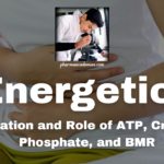 Energetics: Formation and Role of ATP, Creatine Phosphate, and BMR