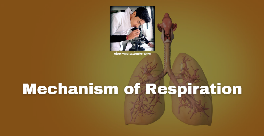 Mechanism of Respiration