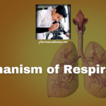 Mechanism of Respiration