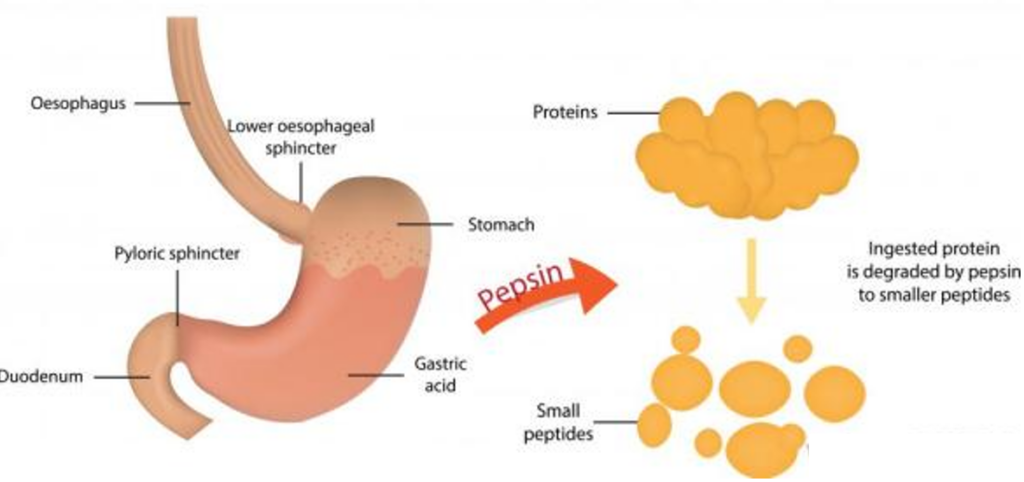 Role of pepsin in protein digestion