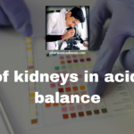 Role of kidneys in acid base balance