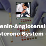 Renin-Angiotensin-Aldosterone System (RAS)