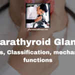 Parathyroid Gland: Definition, Structure, Functions, and Disorders