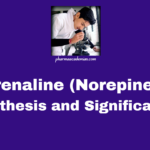 Noradrenaline (Norepinephrine): Synthesis and Significance