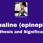 Adrenaline (epinephrine): Synthesis and Significance