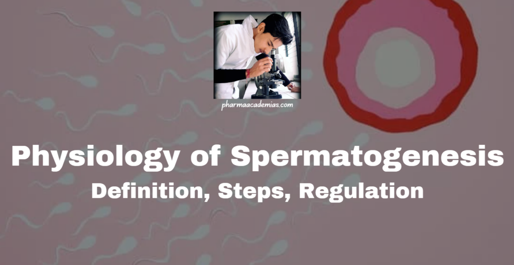 Spermatogenesis: Definition, Steps, regulation