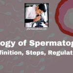 Spermatogenesis: Definition, Steps, regulation