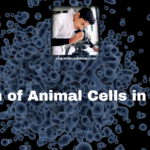 Growth of Animal Cells in Culture