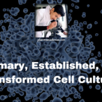 Primary, Established, and Transformed Cell Cultures