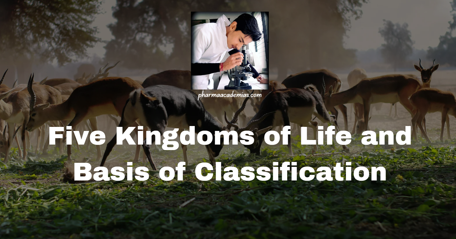 Screenshot 2025 03 18 204802 Five Kingdoms of Life