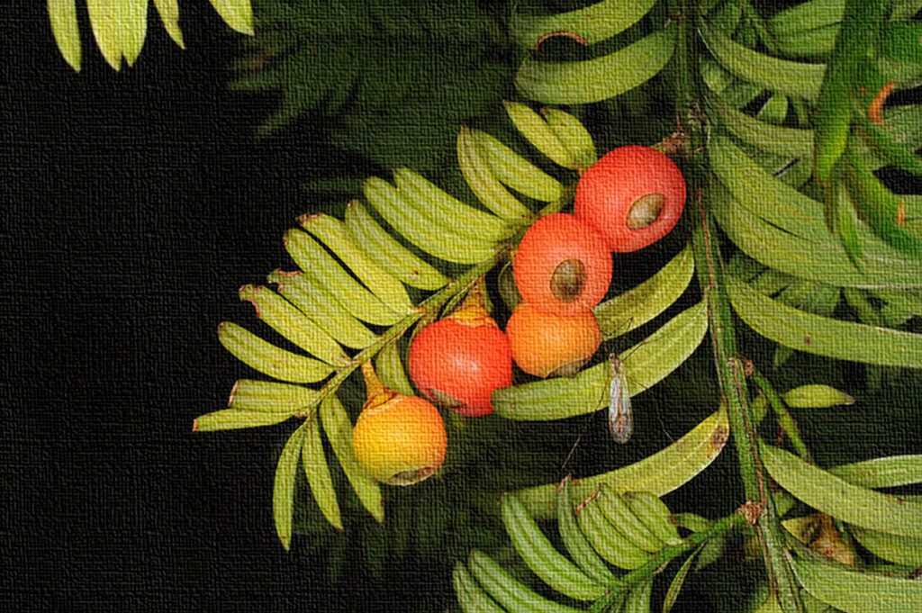 Taxus