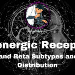 Adrenergic Receptors
