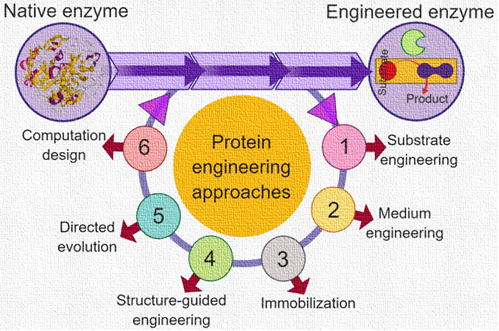 Protein Engineering