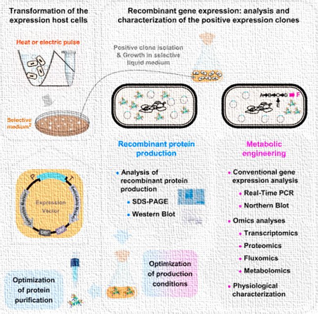 Basic Principles of Genetic Engineering