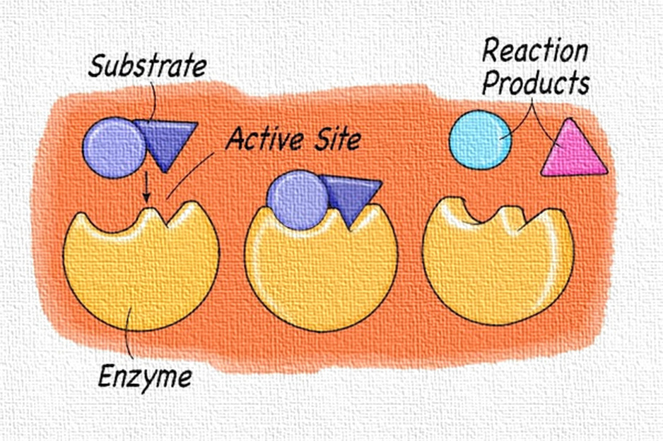 Enzymes